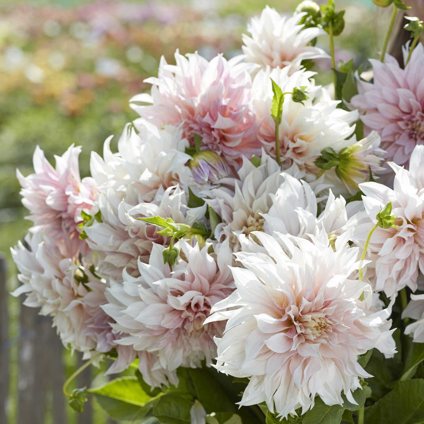 A close-up of a 'Cafe au Lait' dahlia in full bloom, showcasing its ruffled, cream-colored petals.