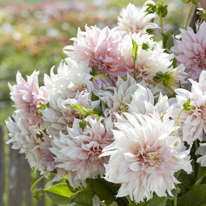A close-up of a 'Cafe au Lait' dahlia in full bloom, showcasing its ruffled, cream-colored petals.