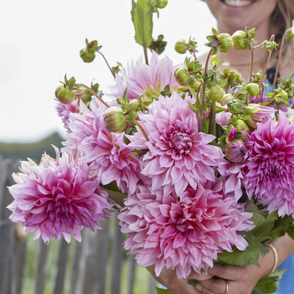 A person holding a bouquet of Cafe au Lait Rose dahlia flowers in a garden setting.