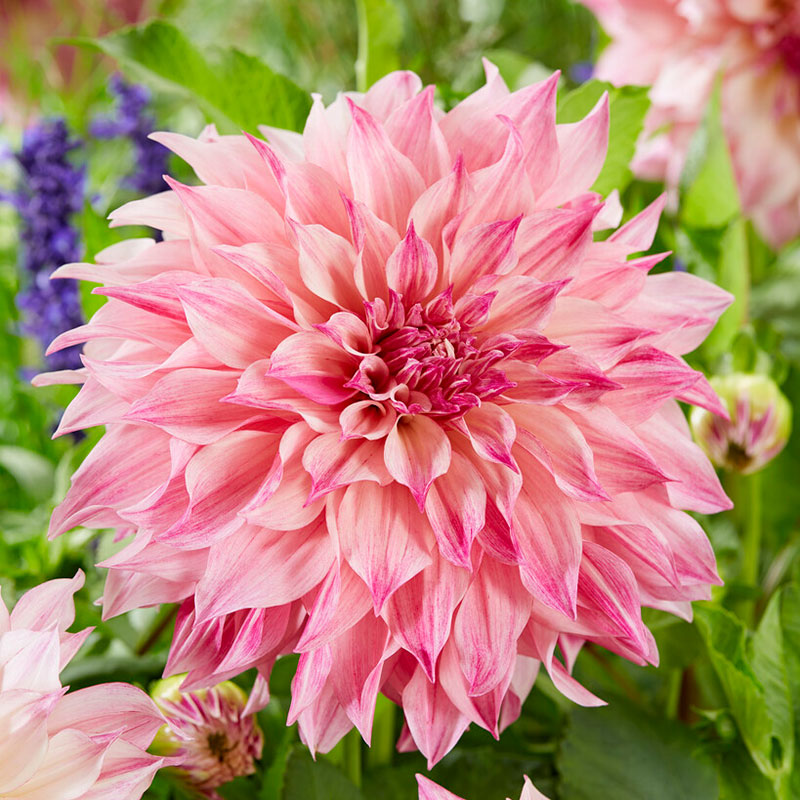 A close-up shot of a single Cafe au Lait Mix Dahlia flower, showcasing its delicate petals and vibrant colors.