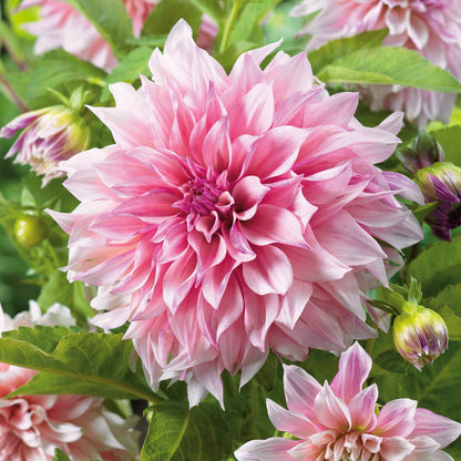 A close-up shot of a single Cafe au Lait Royal Dahlia flower, showcasing its delicate petals and vibrant colors.