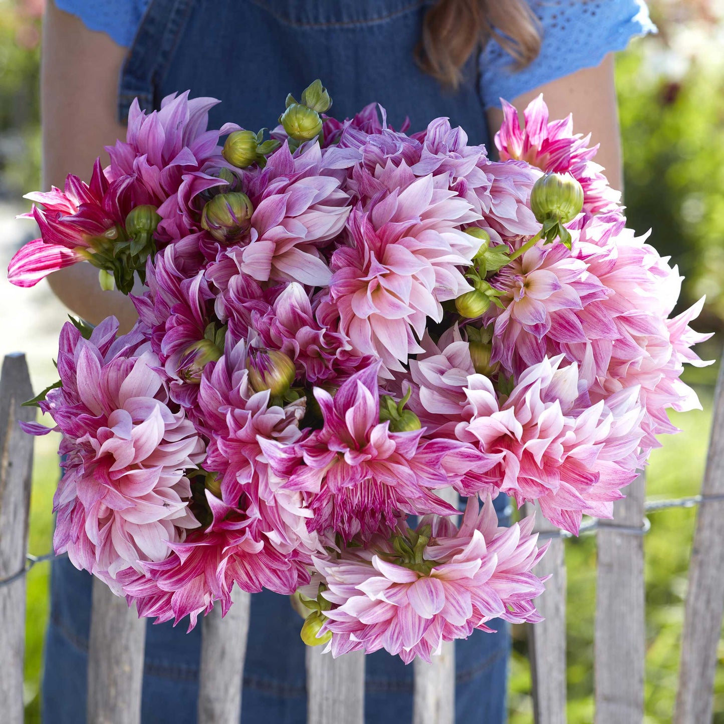 A person holding a bouquet of Cafe au Lait Royal dahlia flowers in a garden setting.