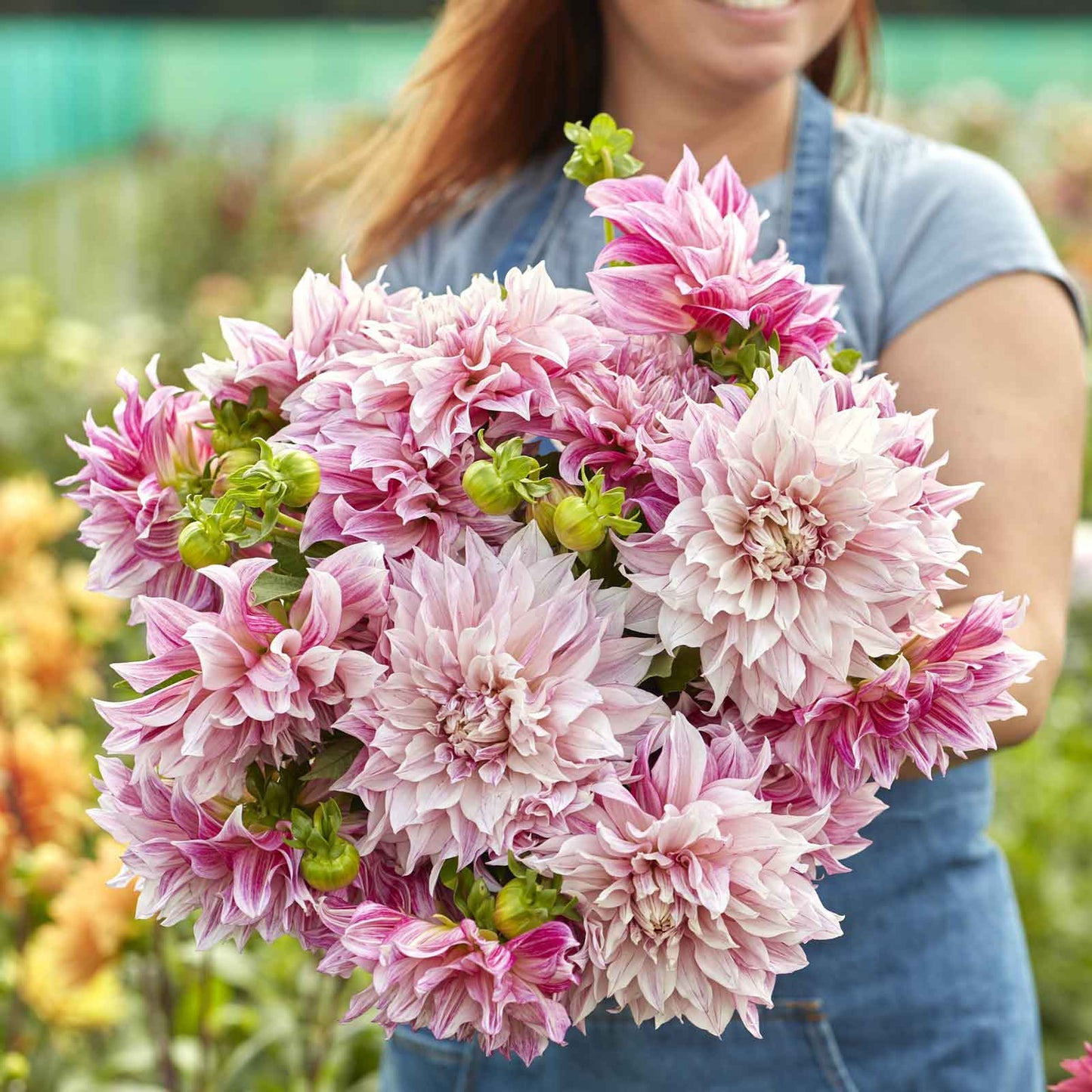 A person holding a bouquet of Cafe au Lait Royal dahlia flowers in a garden setting.
