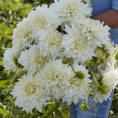 Cafe au Lait Supreme dahlia bouquet showing the vibrant white and pale yellow colors.