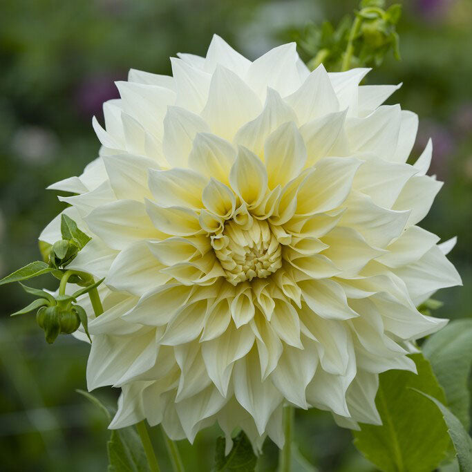 A close-up shot of a single Cafe au Lait Supreme Dahlia flower, showcasing its delicate petals and vibrant colors.