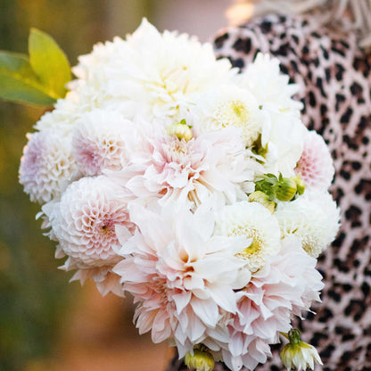 A person holding a bouquet of Cafe con Leche Mix dahlia flowers in a garden setting.