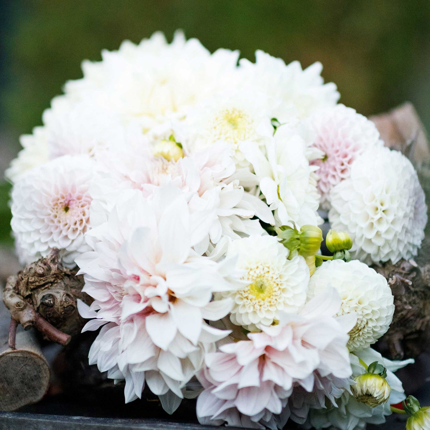 Cafe con Leche Mix dahlia bouquet displaying the vibrant colors of white and pink.
