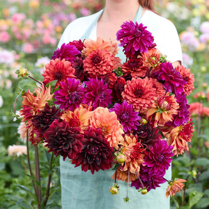 A person holding a bouquet of Chocolate and Wine Mix dahlia flowers in a garden setting.