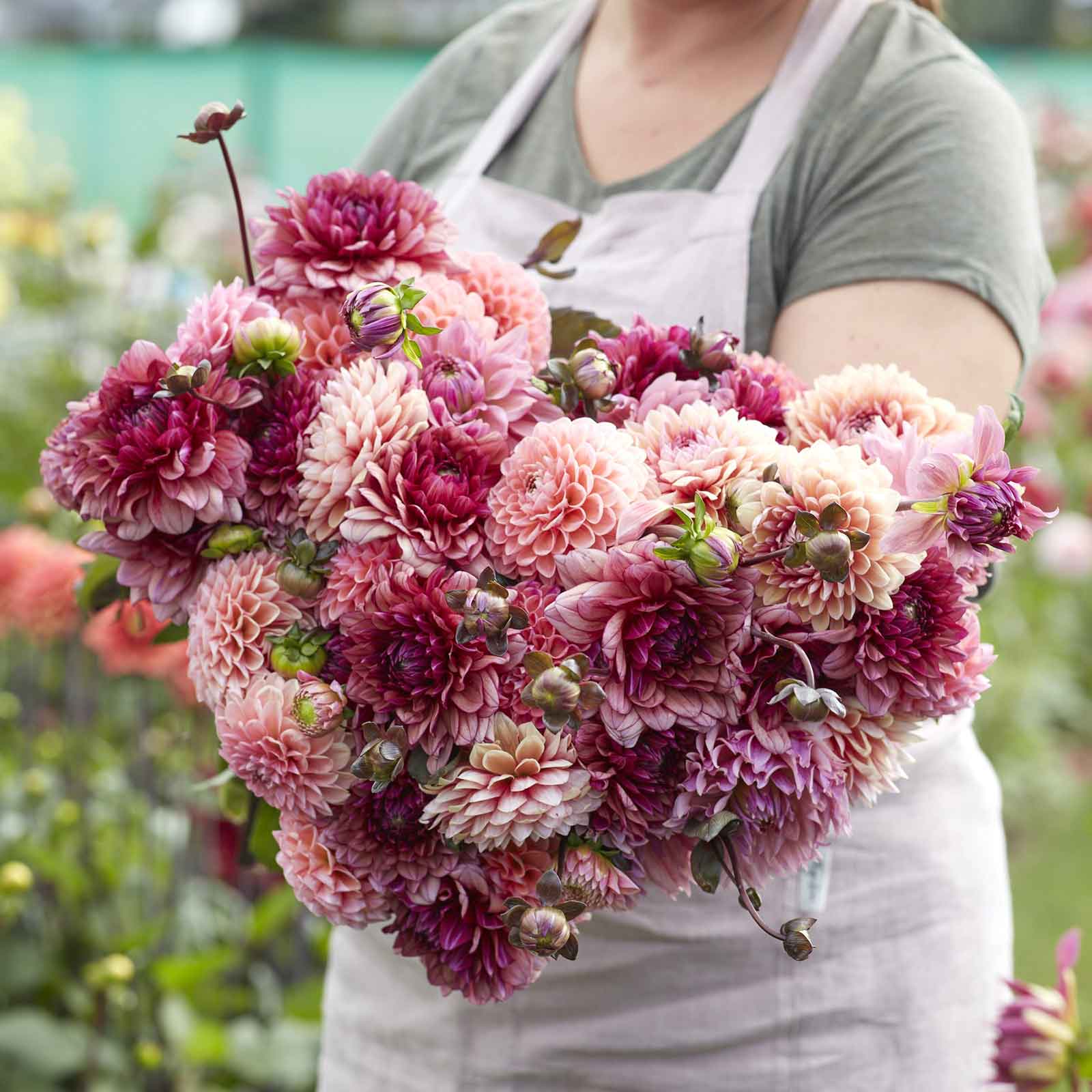 A person holding a bouquet of Christine Mix dahlia flowers in a garden setting.