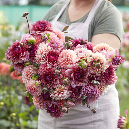 A person holding a bouquet of Christine Mix dahlia flowers in a garden setting.
