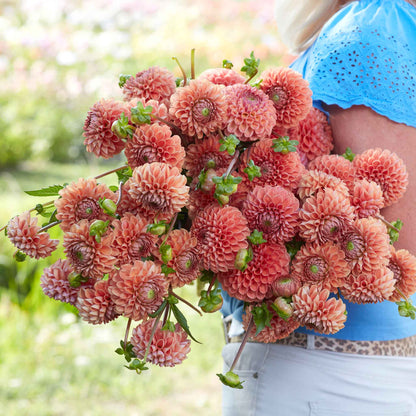 A person holding a bouquet of Cornel Bronze dahlia flowers in a garden setting.