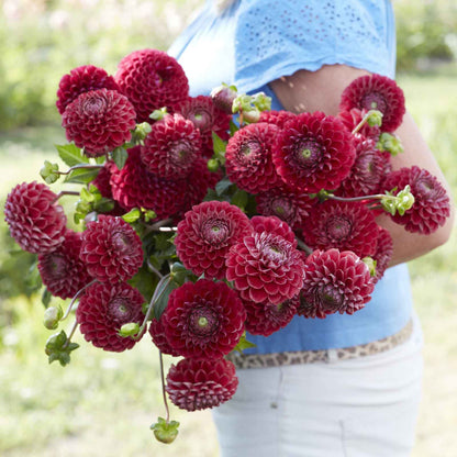 A person holding a bouquet of Cornel dahlia flowers in a garden setting.