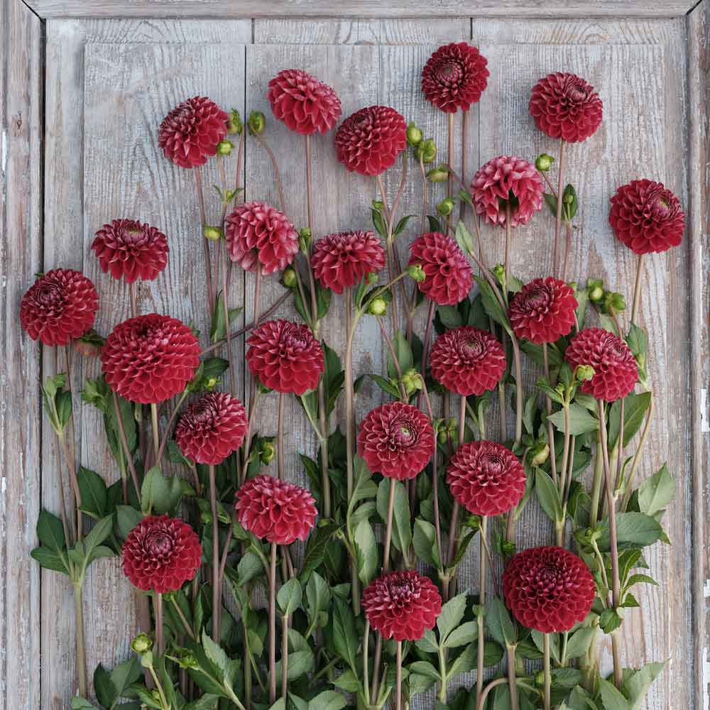 Cornel Dahlias freshly picked displayed on a wooded surface.