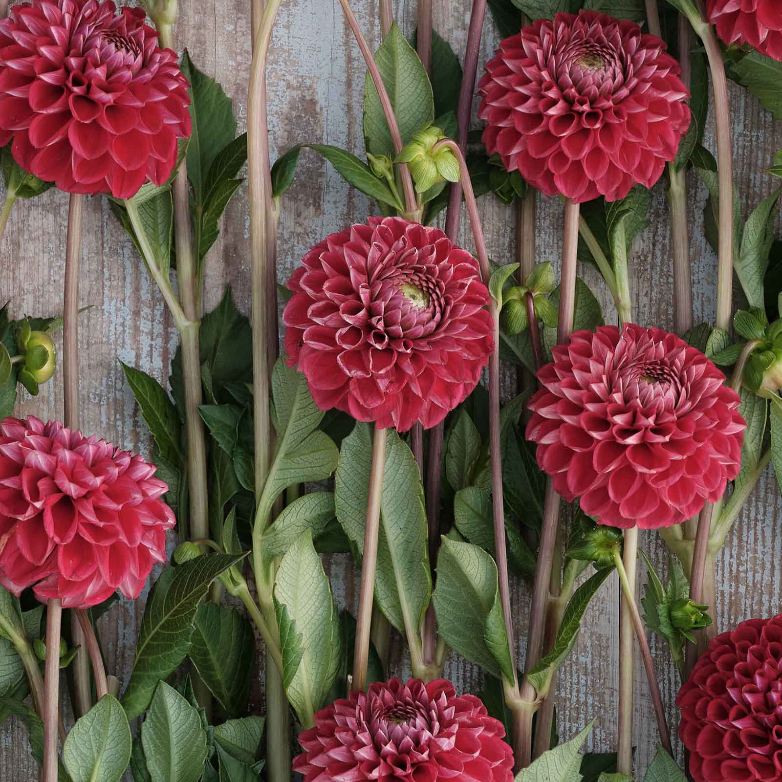 A close-up of Cornel Dahlias freshly picked displayed on a wooded surface.