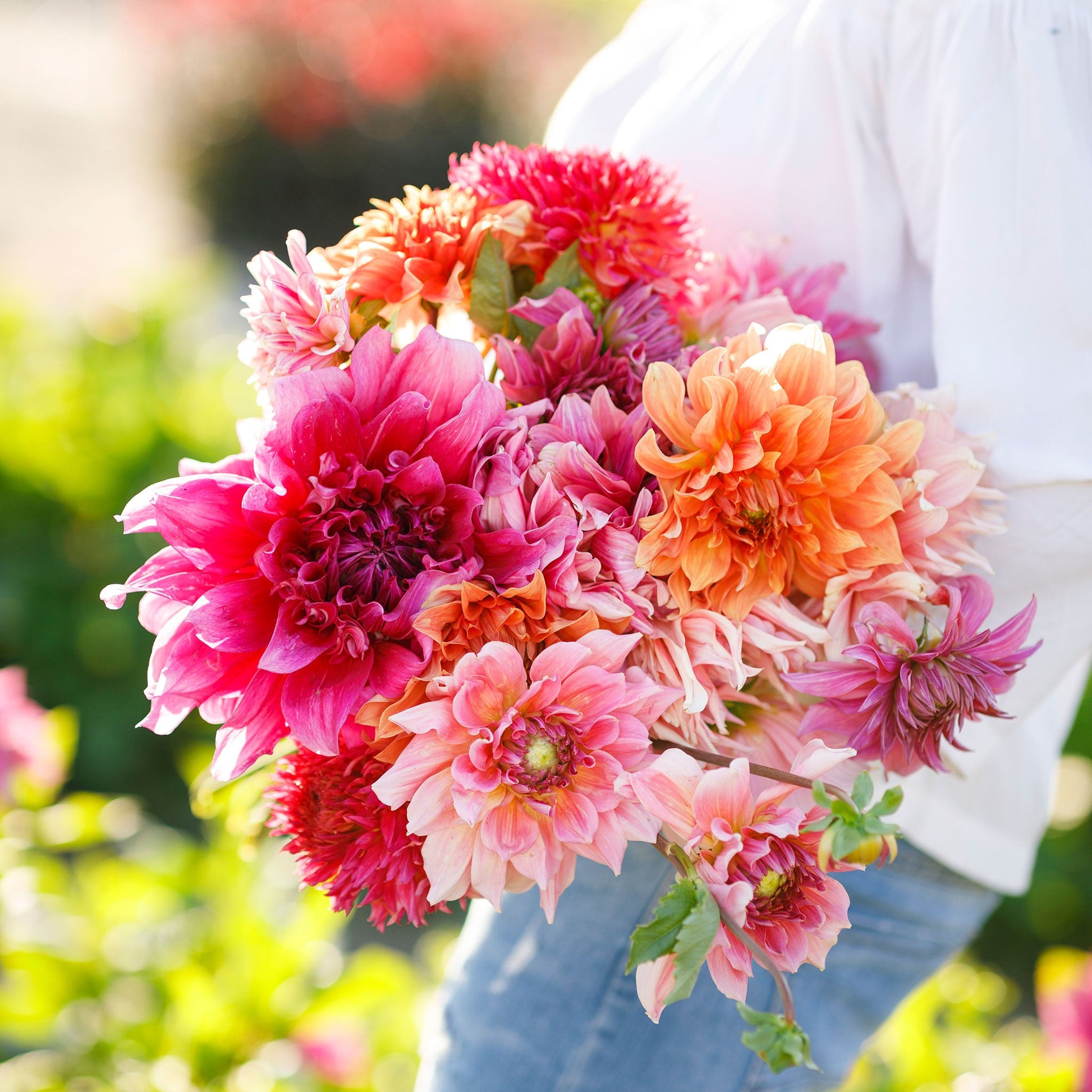 A person holding a bouquet of Country Fair Mix dahlia flowers in a garden setting.