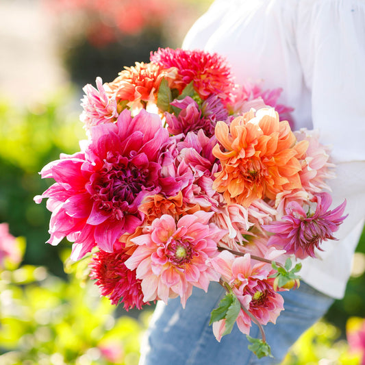 A person holding a bouquet of Country Fair Mix dahlia flowers in a garden setting.