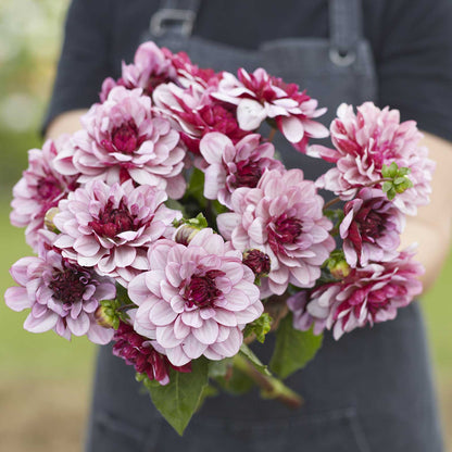 A person holding a bouquet of Creme de Cassis dahlia flowers in a garden setting.