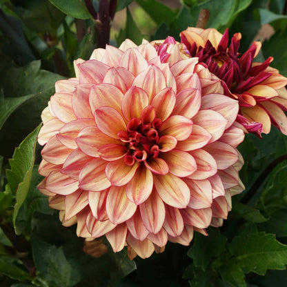 A close-up shot of a single Creme de Cognac Dahlia flower, showcasing its delicate petals and vibrant colors.