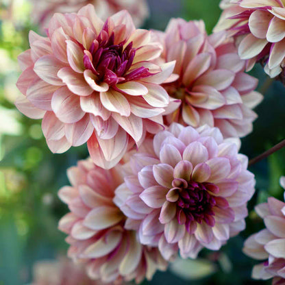 A close-up shot of Creme de Cognac Dahlia flowers, showcasing their delicate petals and vibrant colors.