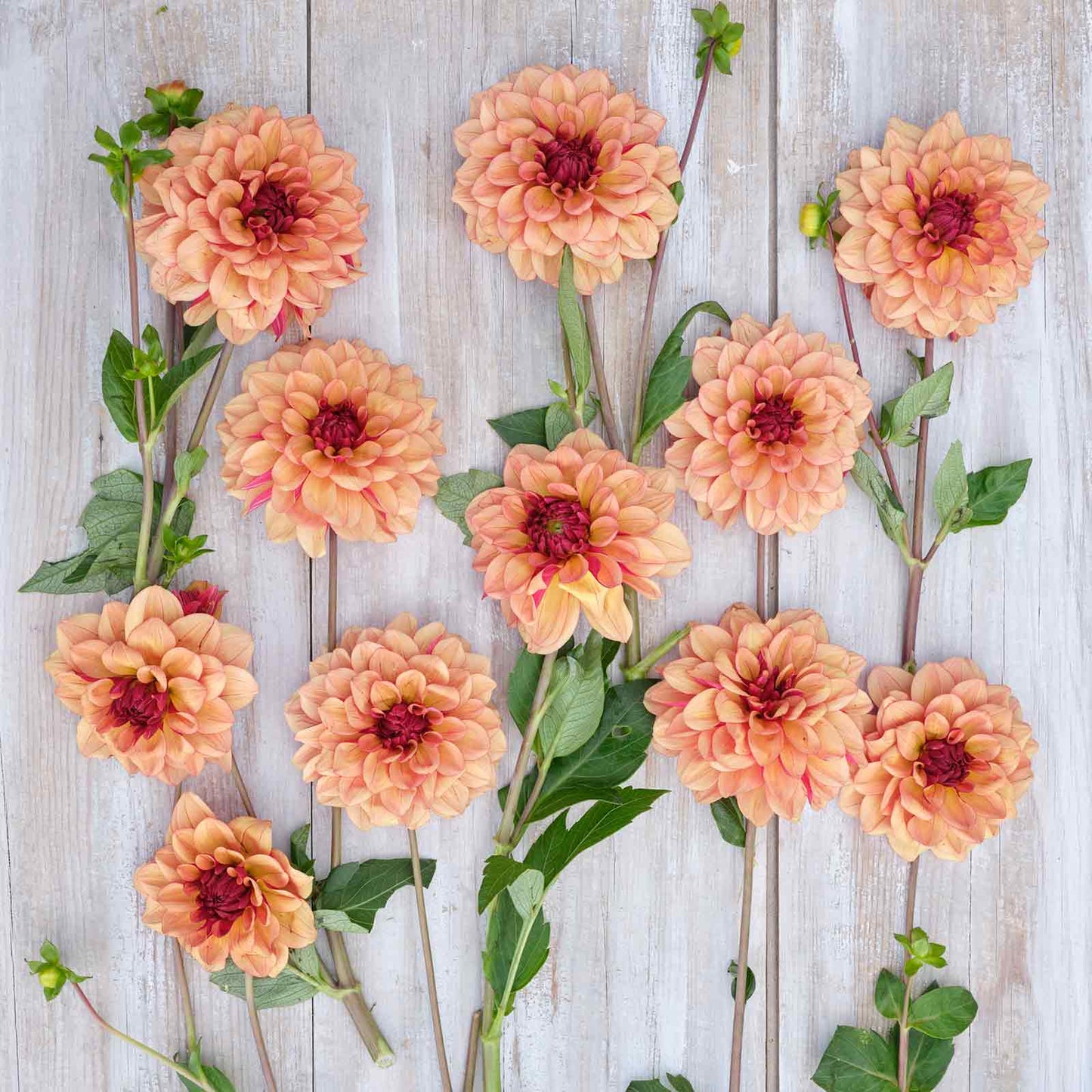 Creme de Cognac Dahlias freshly picked displayed on a wooded surface.