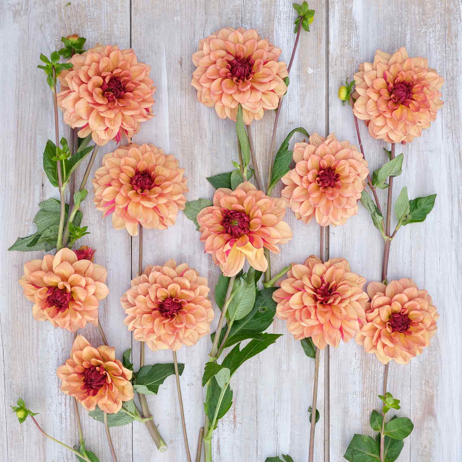 Creme de Cognac Dahlias freshly picked displayed on a wooded surface.