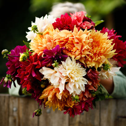 Dinnerplate Happy Mix dahlia bouquet showing the vibrant red, orange, and white colors.
