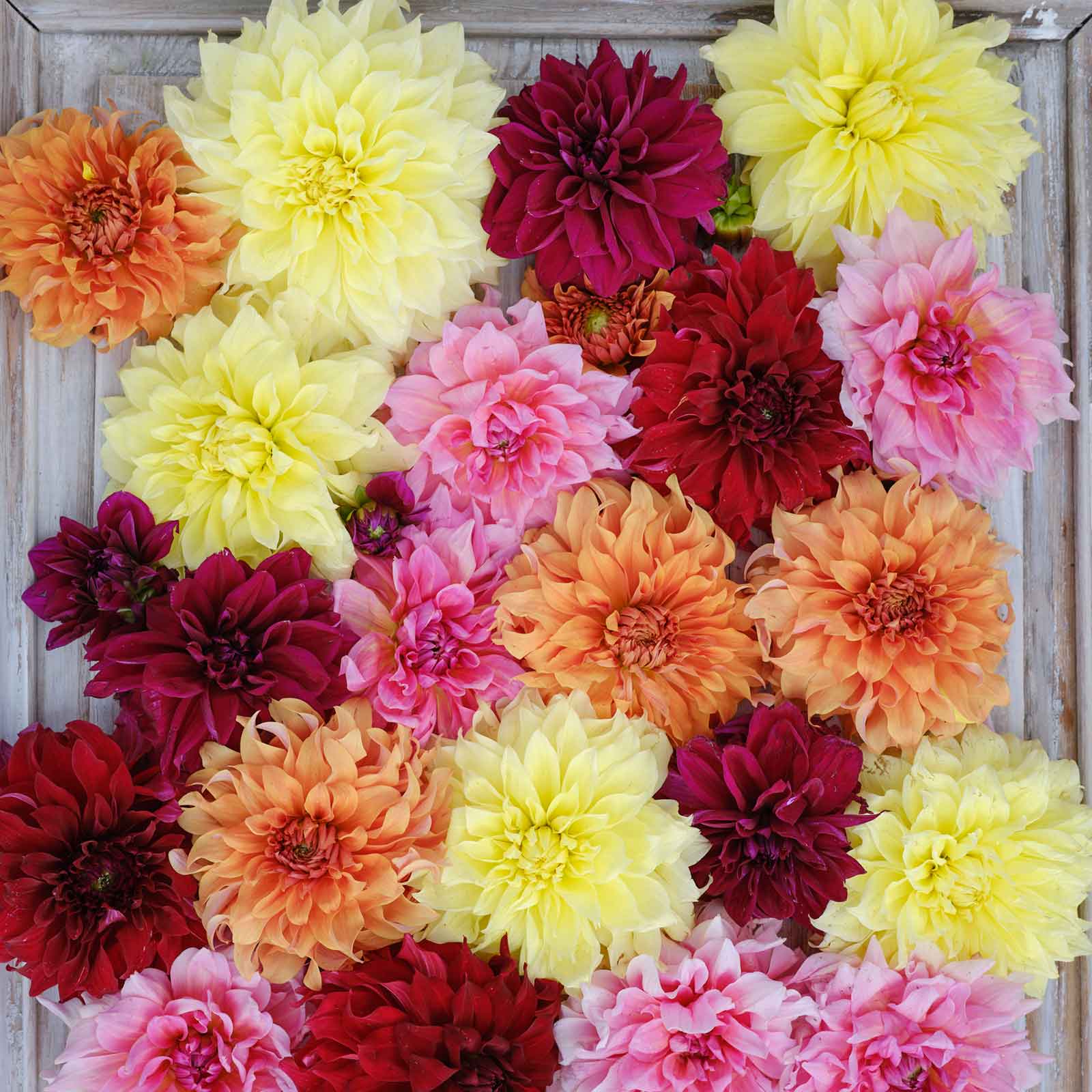 Vibrant mixed colors of Dinnerplate Mix dahlias fully bloomed.