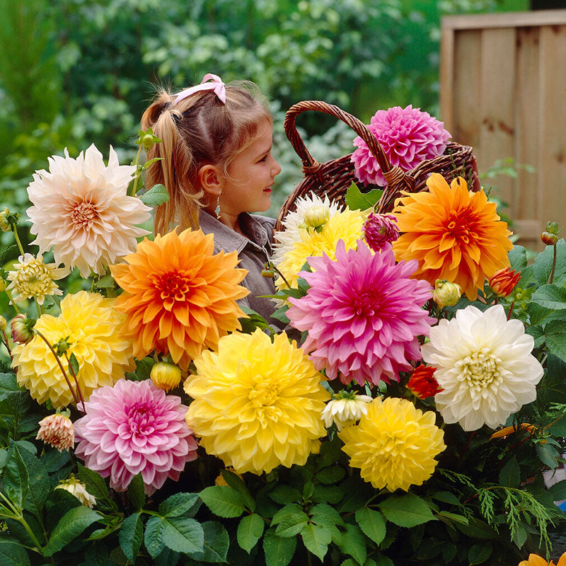 A child surrounded by Dinnerplate Mix dahlias to showcase the giant blooms.