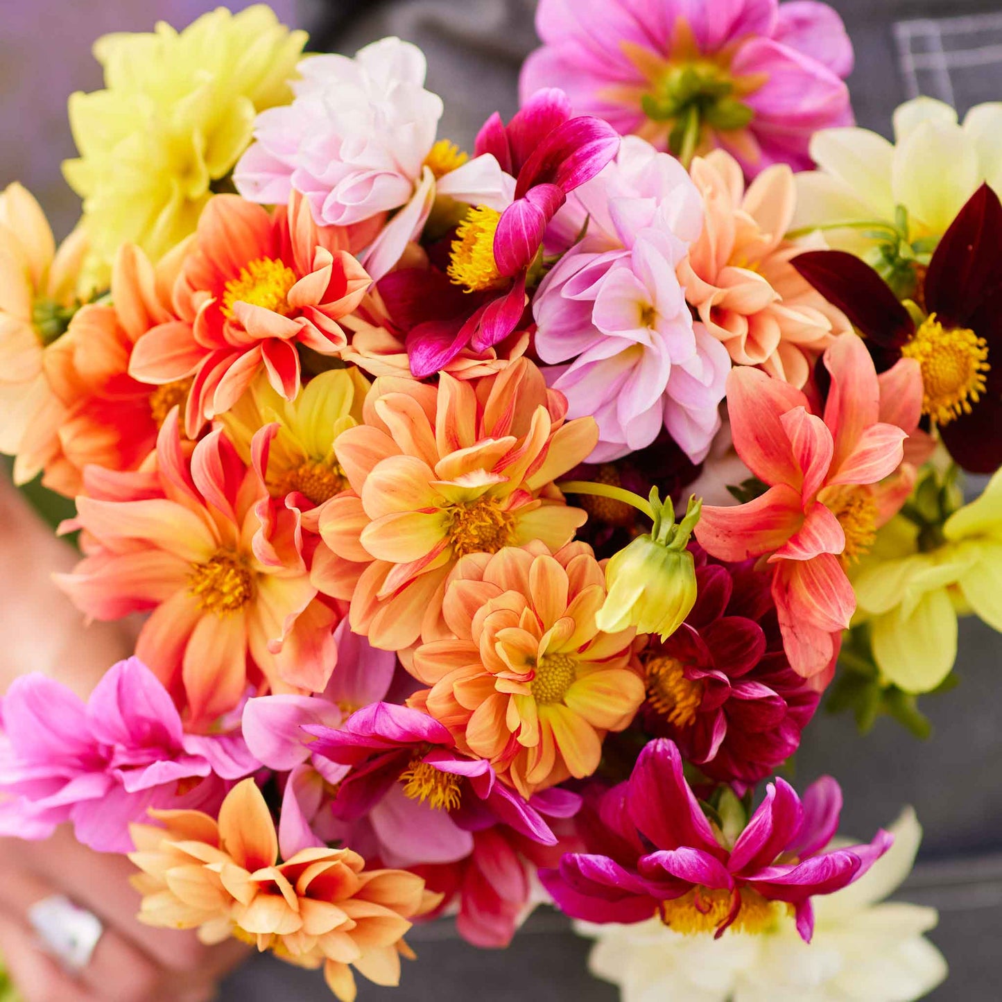 Pink and yellow dahlia early bird mix flowers held in a bunch against a plain background.