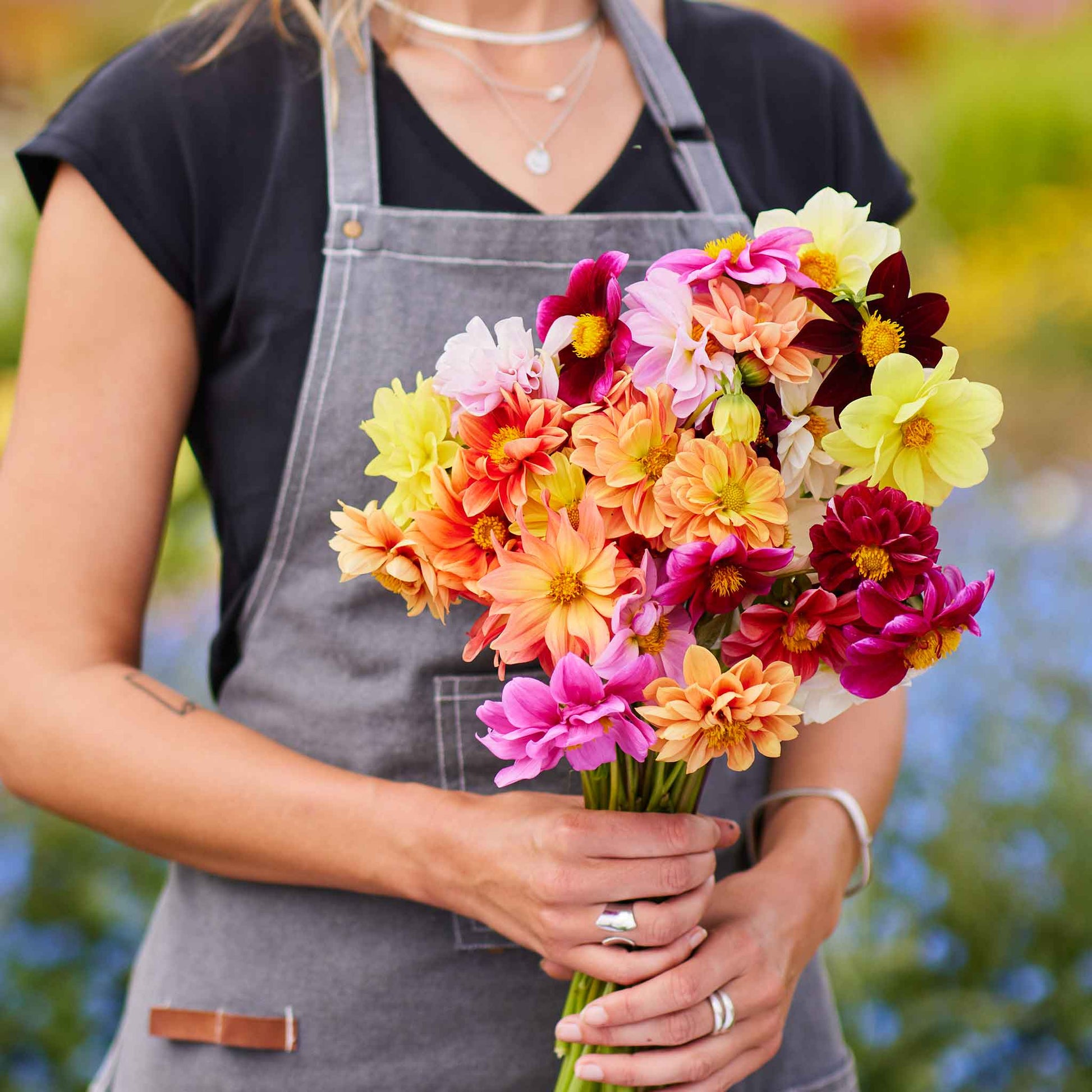 Red, orange, and yellow dahlia early bird mix blooms held against a plain background.