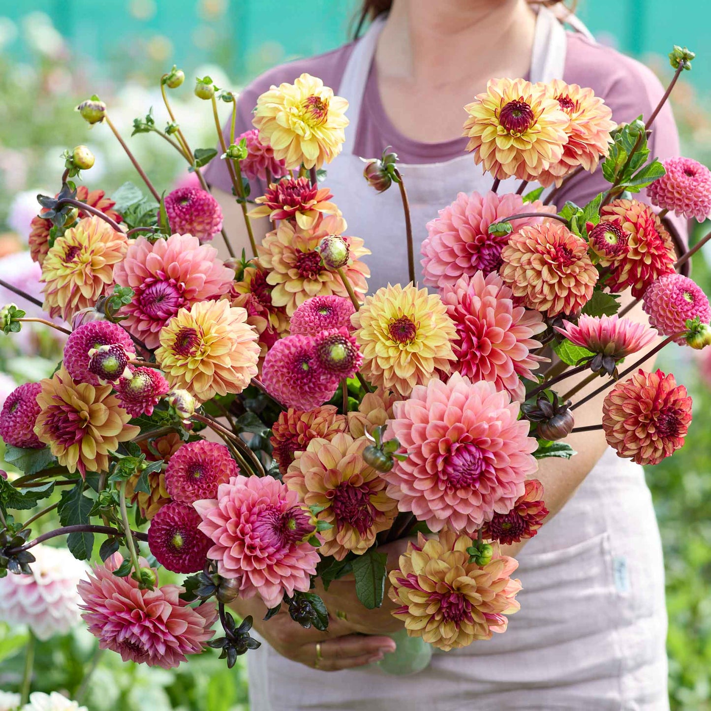 A person holding a bouquet of Earthy Shades Mix dahlia flowers in a garden setting.