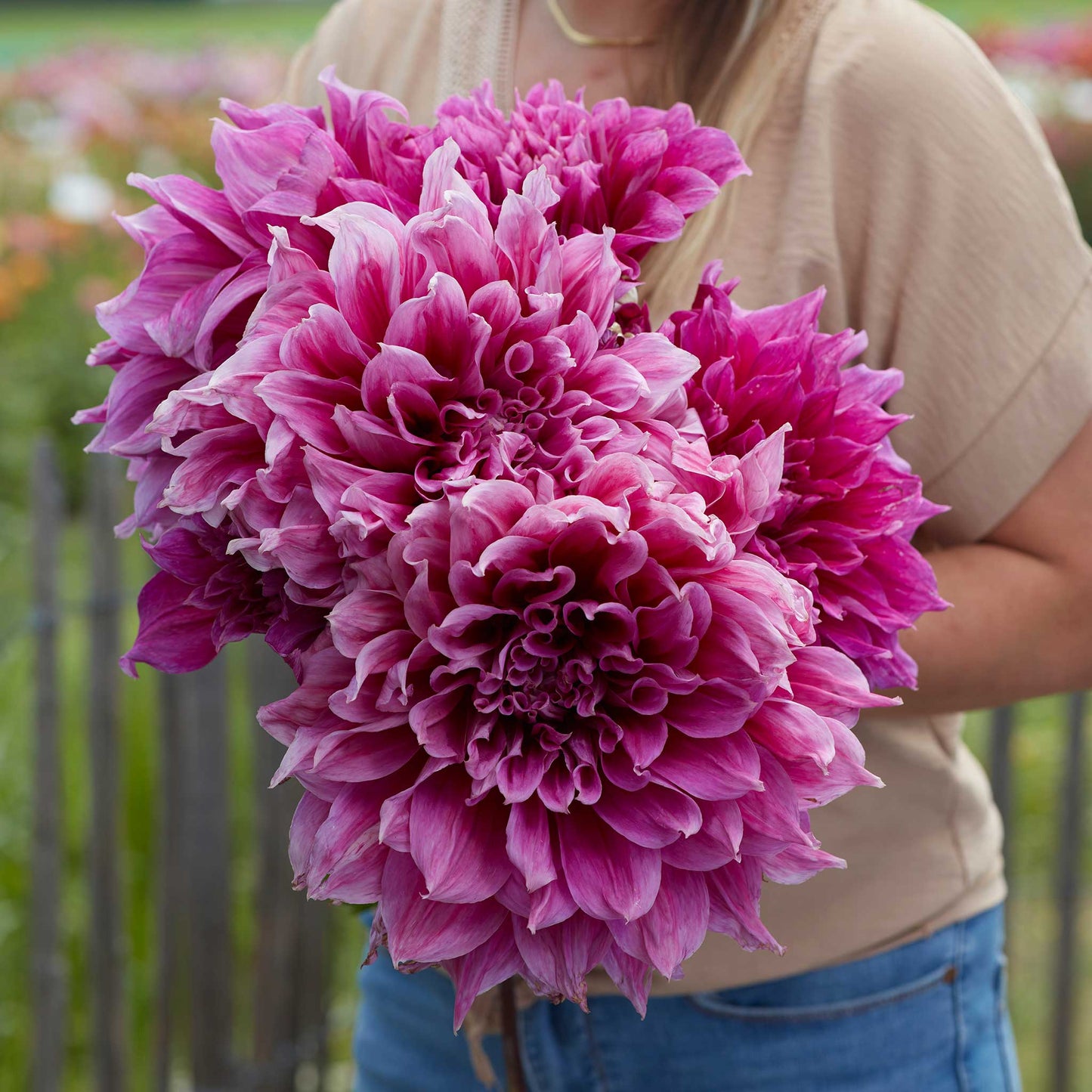 A person holding a bouquet of Emory Paul dahlia flowers in a garden setting.