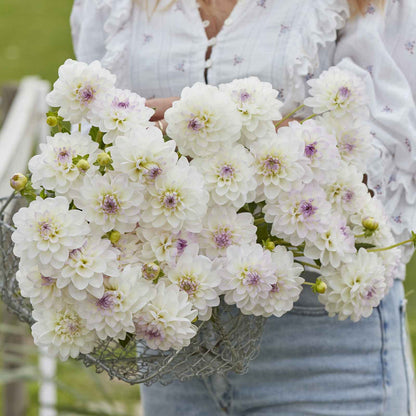 A person holding a bouquet of Eveline dahlia flowers in a garden setting.
