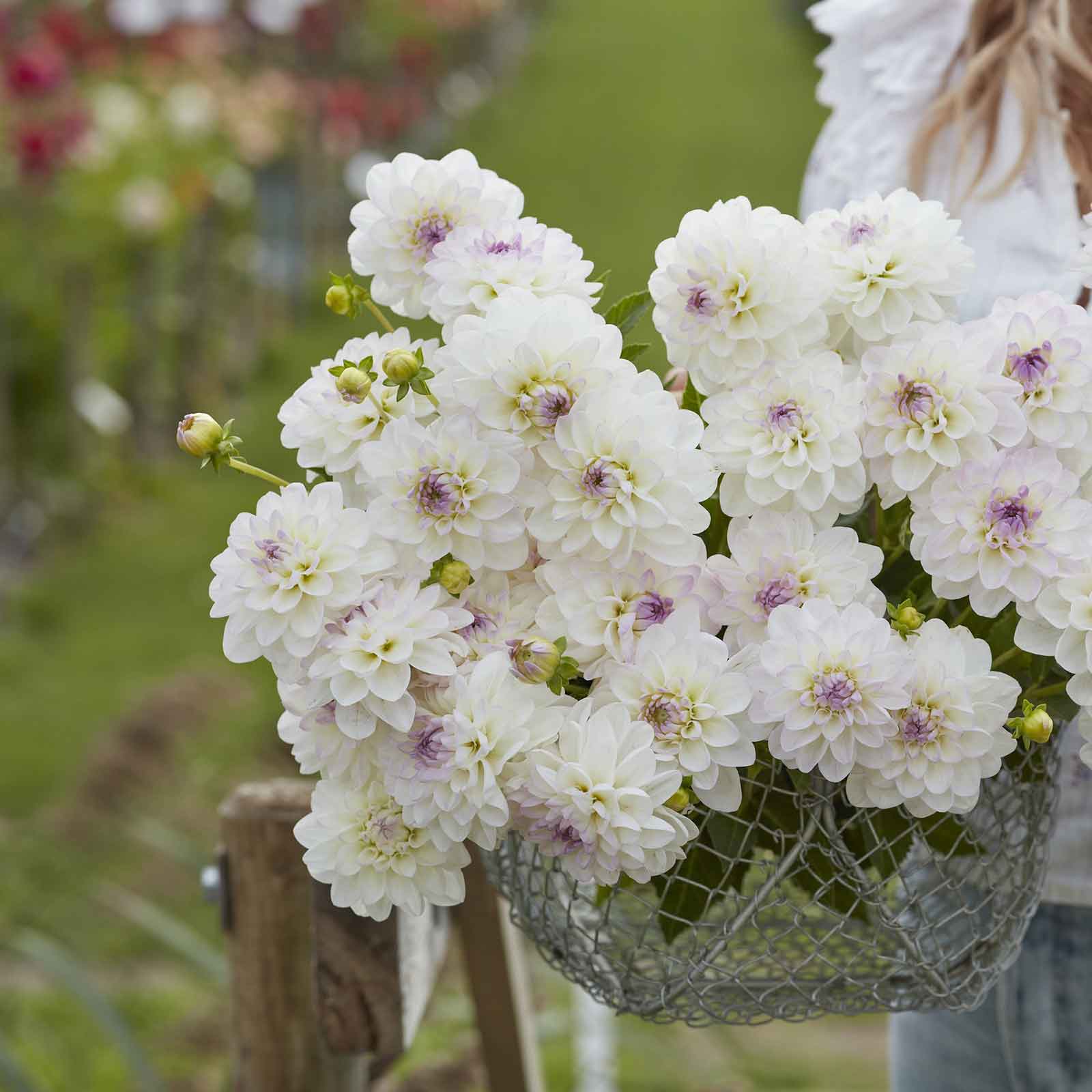 White Mix dahlia bouquet showing the vibrant white colors in a garden setting.
