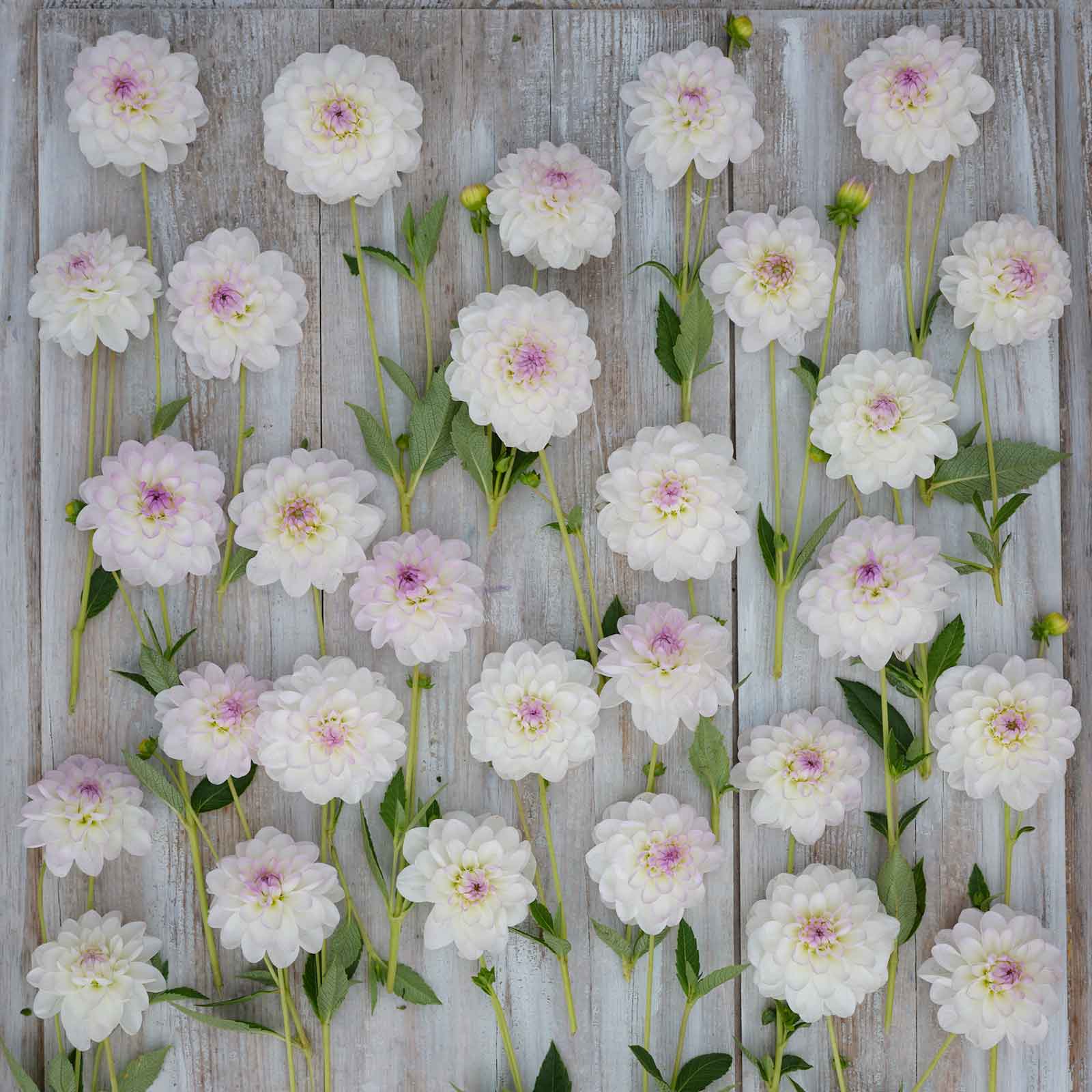 Eveline Dahlias freshly picked displayed on a wooded surface.