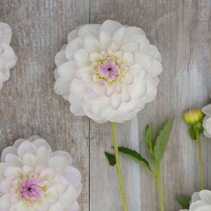 A close-up of Eveline Dahlias freshly picked displayed on a wooded surface.