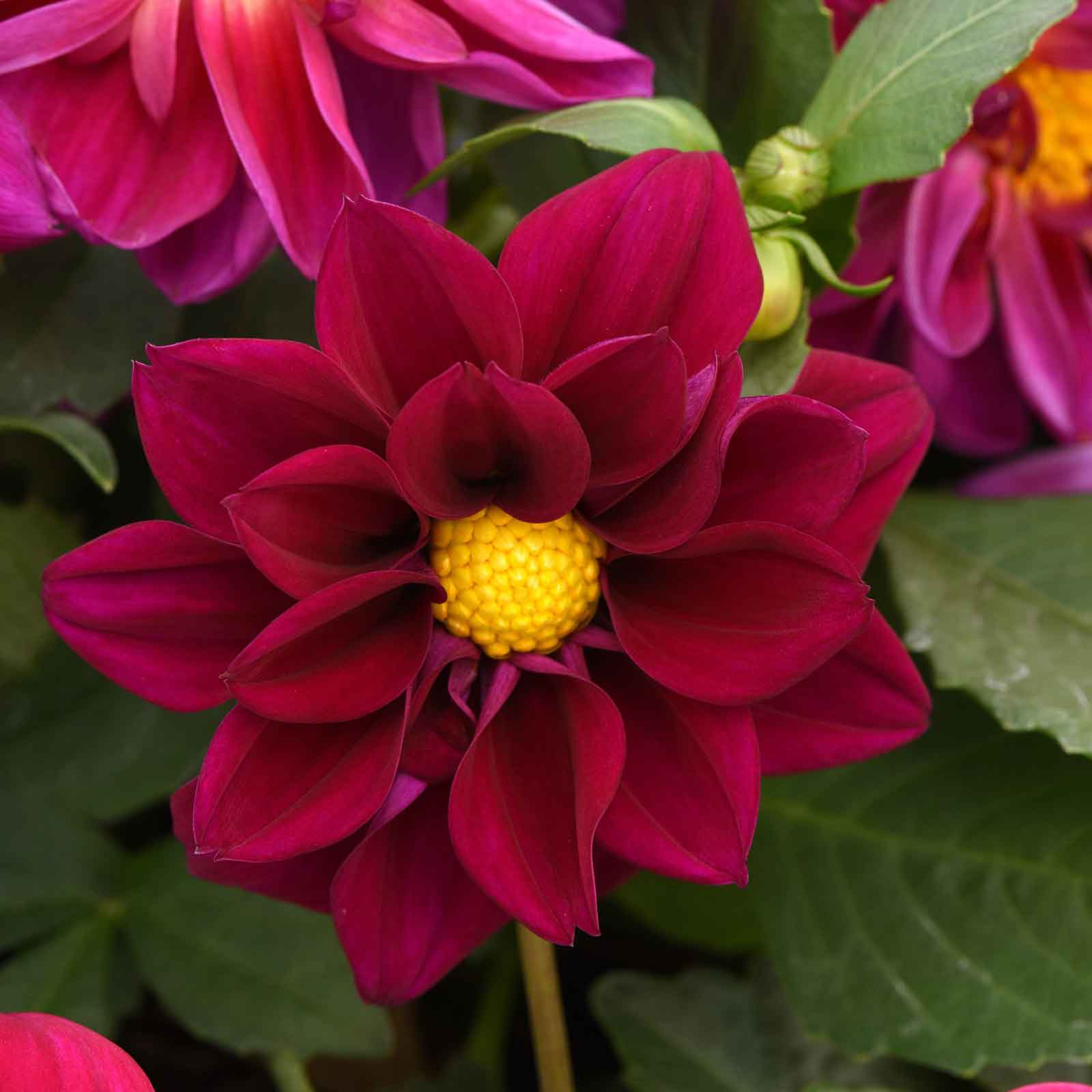 A close-up image of a figaro violet shades Dahlia flower with a yellow center and green leaves.