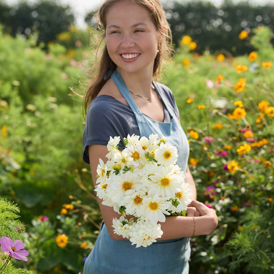 Hand-held Dahlia Figaro White bouquet showing white coloring and flower form, clustered blooms, and cut stems outdoors.