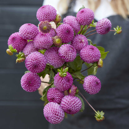 A person holding a bouquet of Frank Holmes dahlia flowers in a neutral setting.
