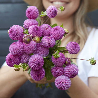 A person holding a bouquet of Frank Holmes dahlia flowers in a garden setting.