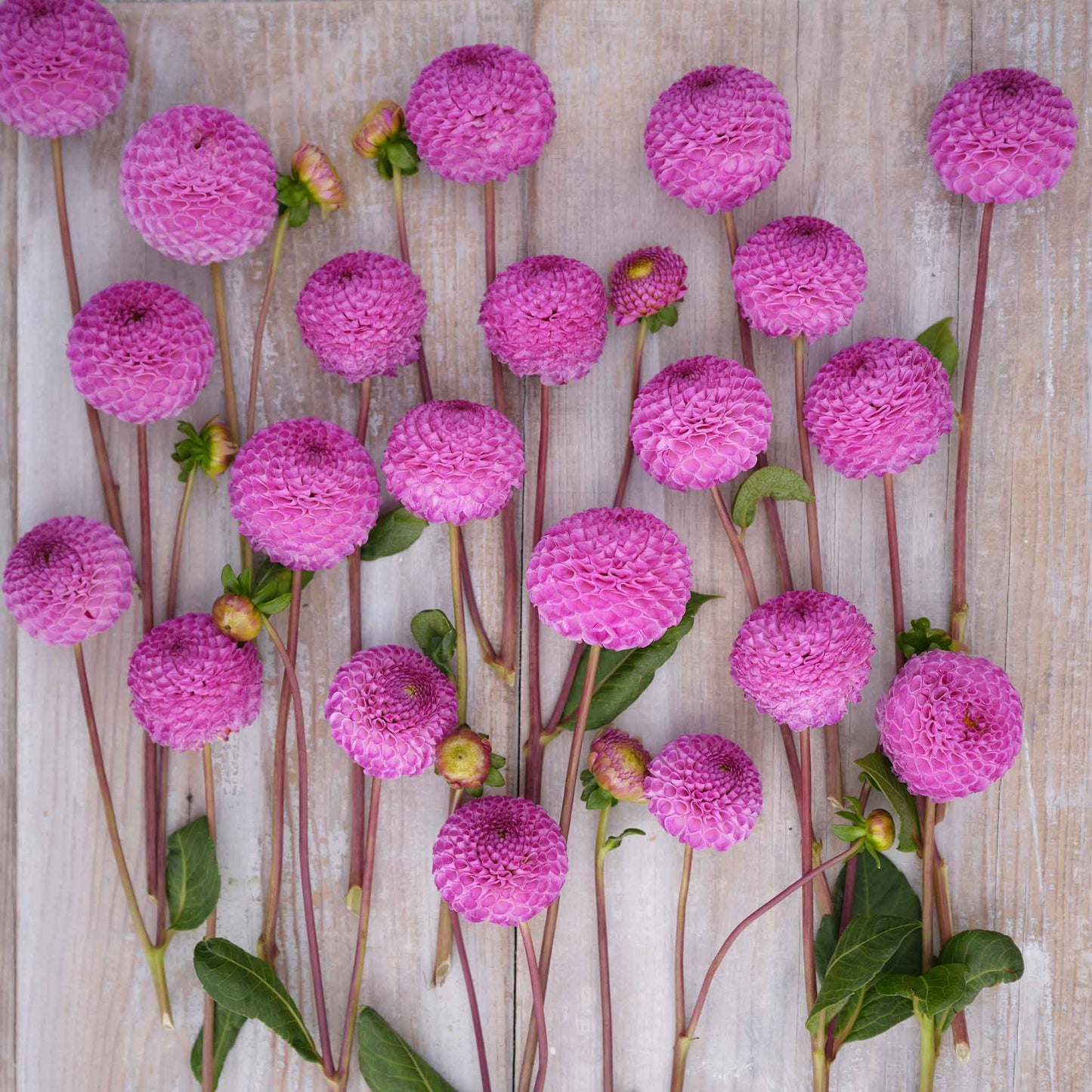 Frank Holmes Dahlias freshly picked displayed on a wooded surface.