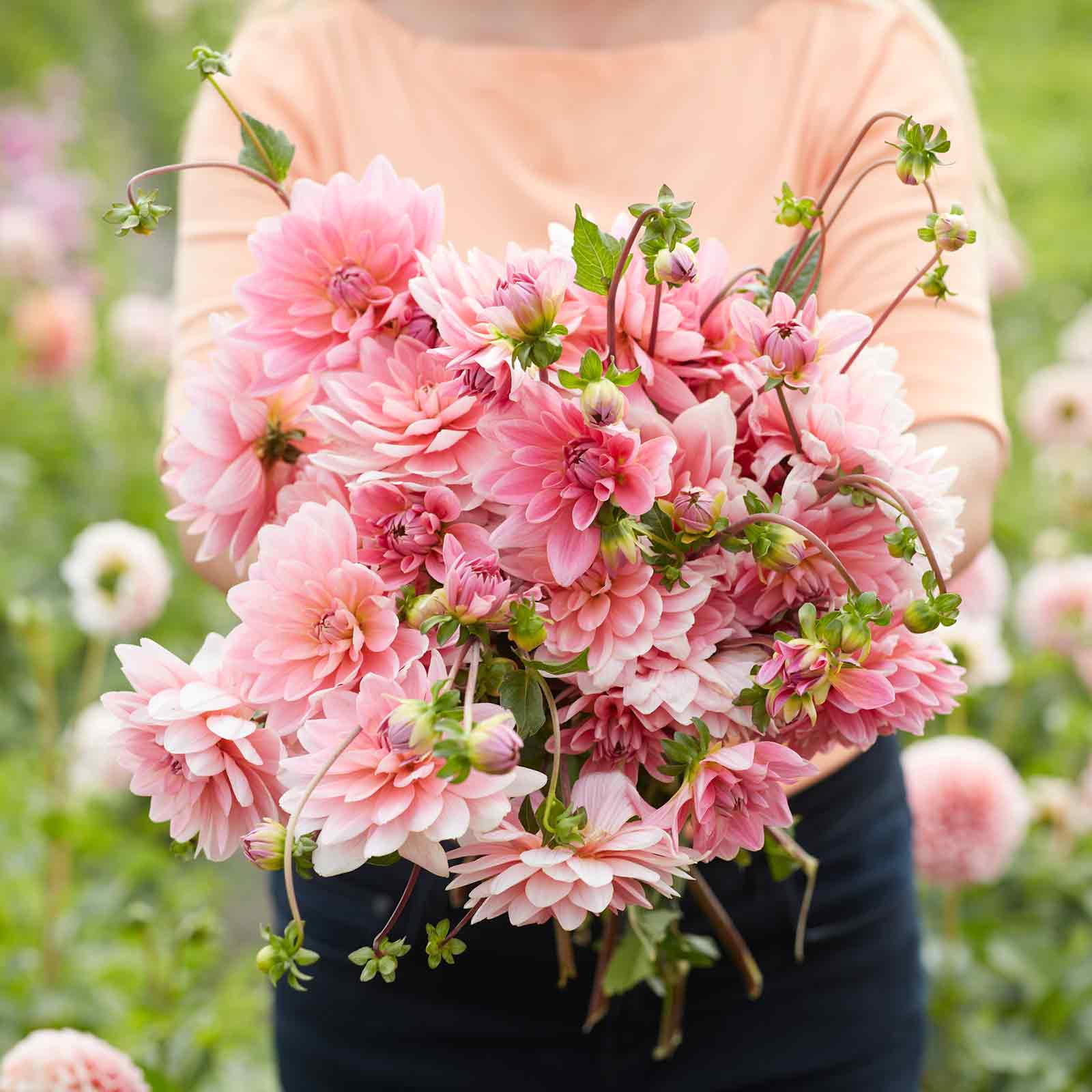 A person holding a bouquet of Gerrie Hoek flowers in a garden setting.