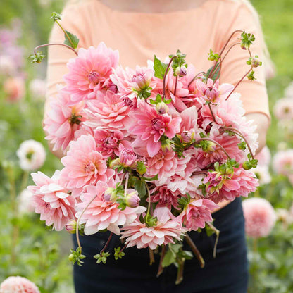A person holding a bouquet of Gerrie Hoek flowers in a garden setting.