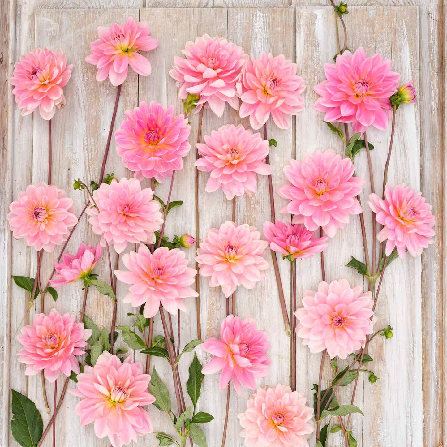 Gerrie Hoek Dahlias freshly picked displayed on a wooded surface.