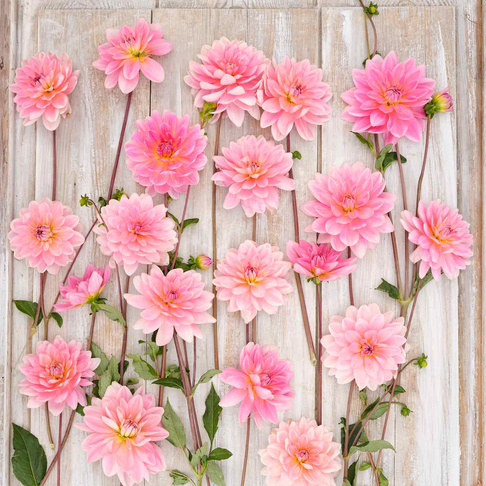 Gerrie Hoek Dahlias freshly picked displayed on a wooded surface.
