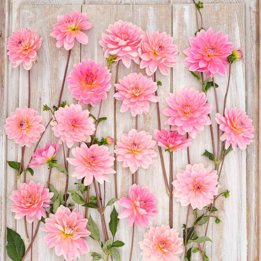 Gerrie Hoek Dahlias freshly picked displayed on a wooded surface.