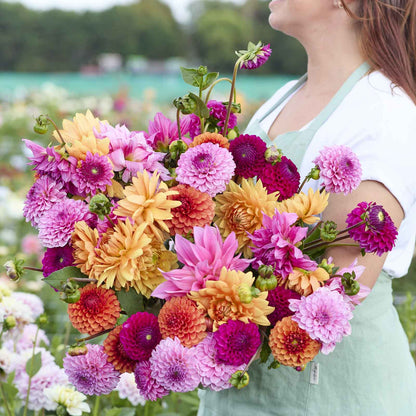 A person holding a bouquet of Hearts on Fire Mix dahlia flowers in a garden setting.