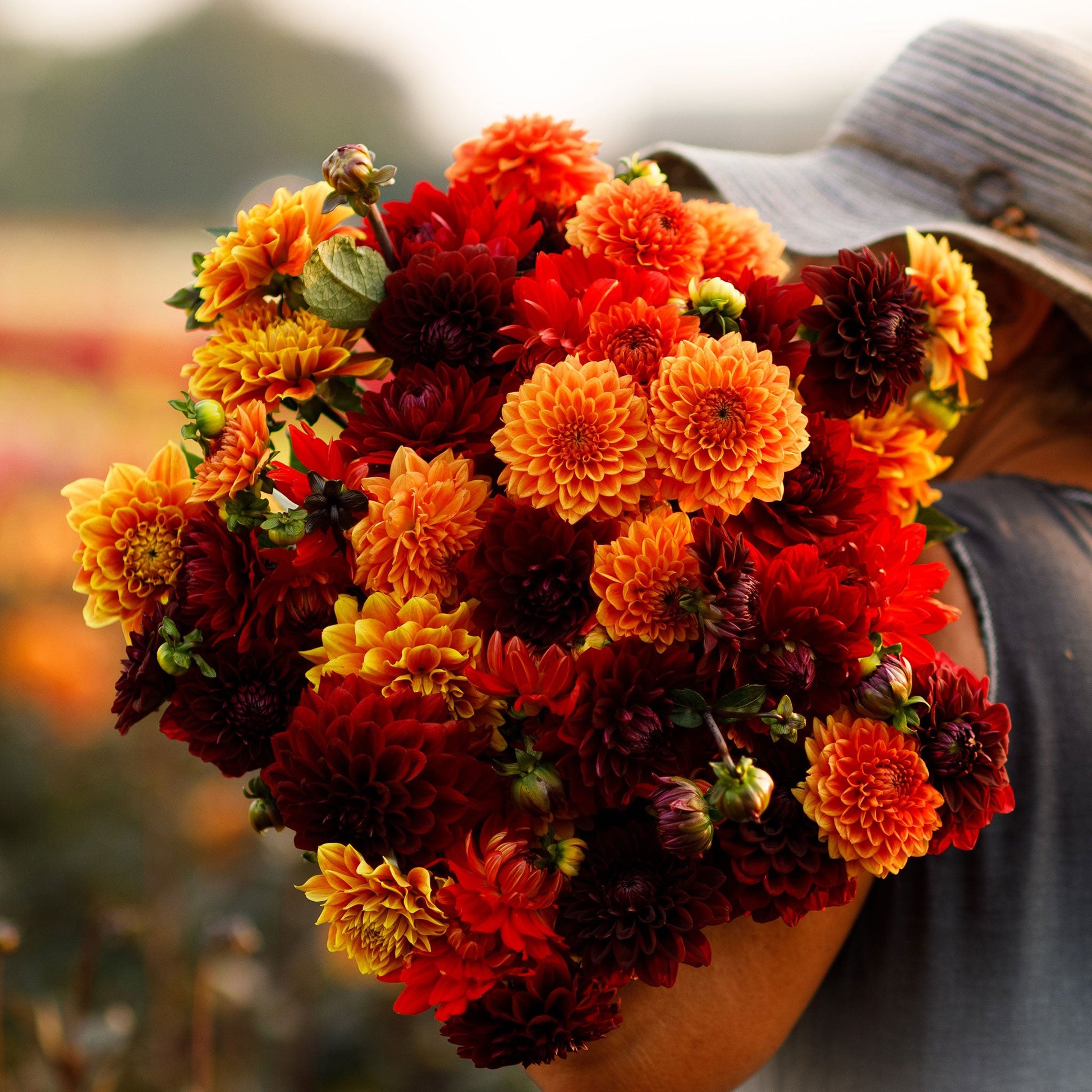 A person holding a bouquet of Hot Mix dahlia flowers in a garden setting.