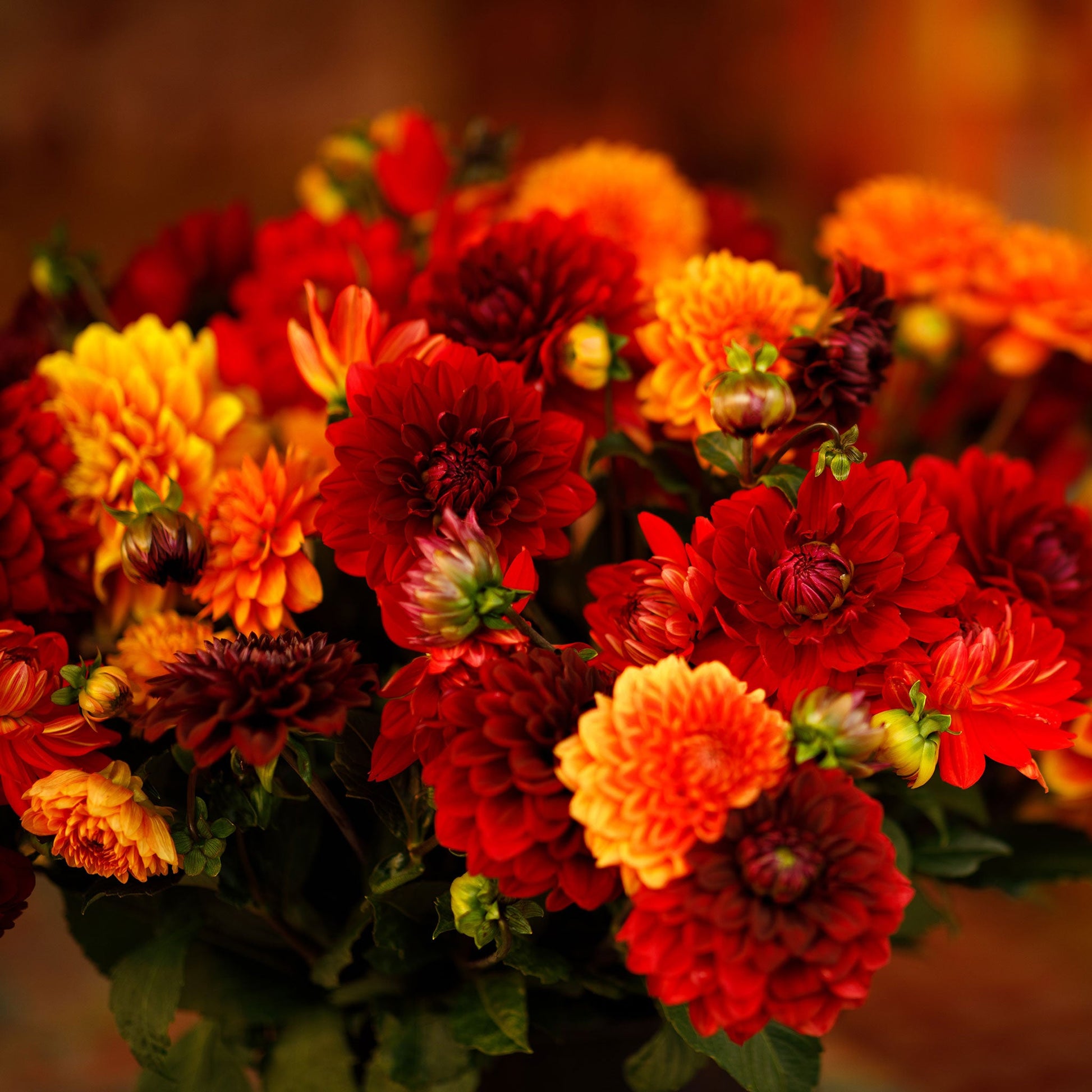 Hot Mix dahlia bouquet showing the vibrant and deep red and orange colors.