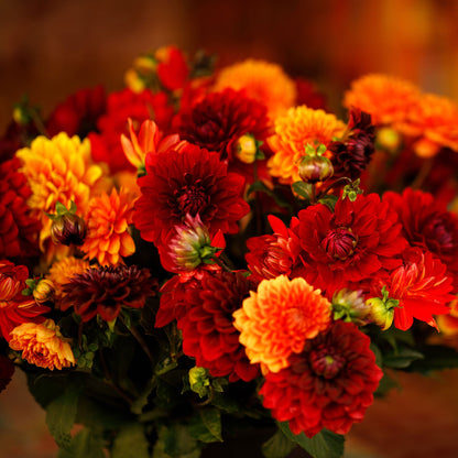 Hot Mix dahlia bouquet showing the vibrant and deep red and orange colors.